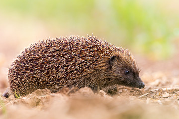 Hedghog