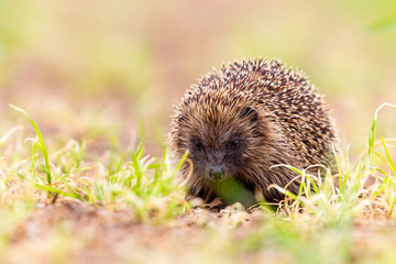 Hedgehog