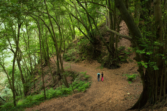Fototapeta Hikers through forest
