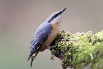 Nuthatch