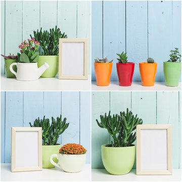Succulents collage