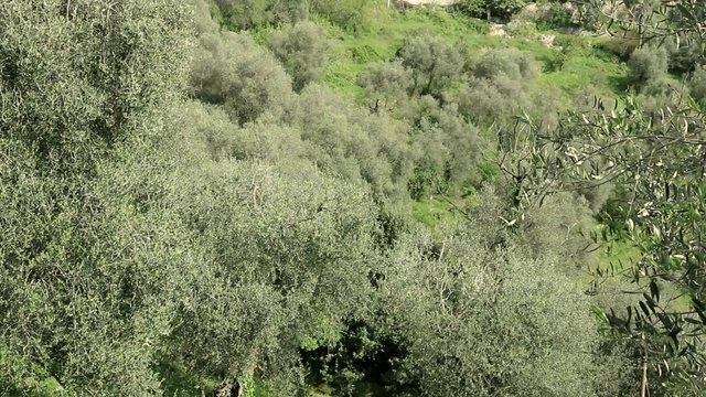 Les oliviers du village de Peillon