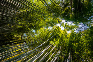 Bamboo forest, Kyoto