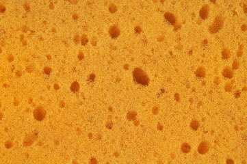 Gros plan sur une éponge