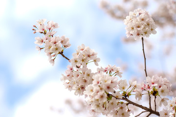 Sakura