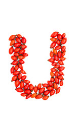 Red hip rose capital letter u