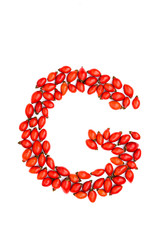 Red hip rose capital letter g