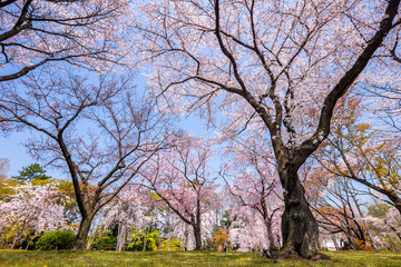 Fototapeta na wymiar Sakura