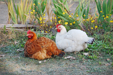 Chicken in garden 