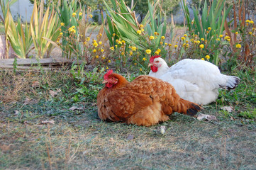 Chicken in garden 