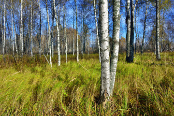 Birch grove in fall