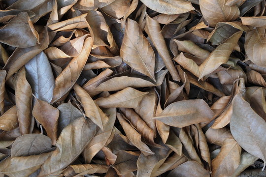 Dry brown leafs of jackfruit pile on ground in autumn