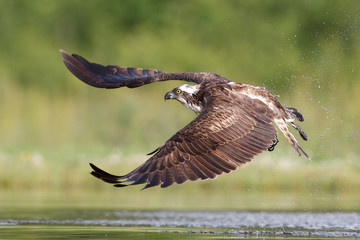 Osprey fishing and hunting on a Scottish loch. - 93926287