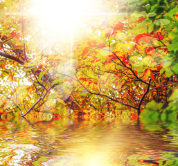 Abstract representation of a autumn forest.
