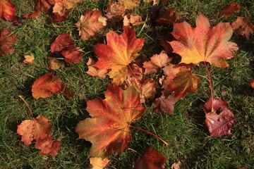 Herbst in Berlin (Ahornlaub im Stadtpark Steglitz)