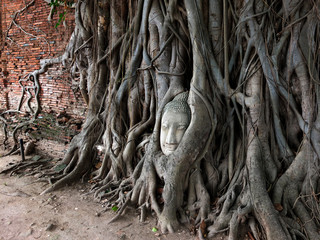 Wall Brick Head of Sandstone Buddha in The Tree Roots at Wat Mah