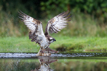 Osprey fishing and hunting on a Scottish loch. - 93926834