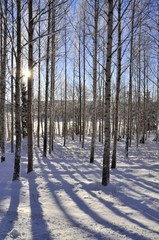 Birch trees with long shadows in winter