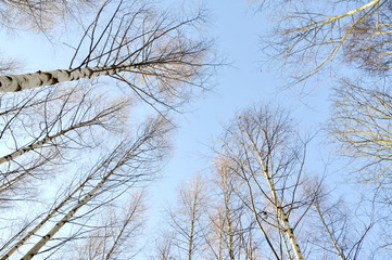 Fototapeta na wymiar Frozen trees against a clear blue sky