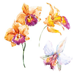 Raster watercolor lilies