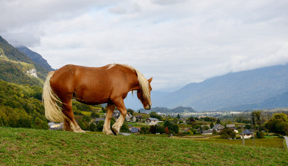 Fototapeta na wymiar thoroughbred brown horse in a meadow