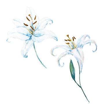 Raster Watercolor Lilies