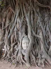 Wall Head of Sandstone Buddha in The Tree Roots at Wat Mahathat,