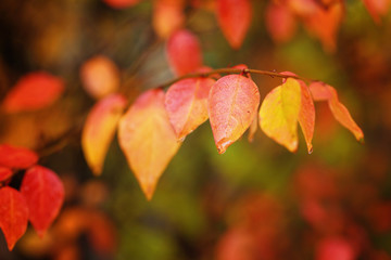 Colorful foliage in the autumn park in rainy day. Red autumn leaves on natural background.