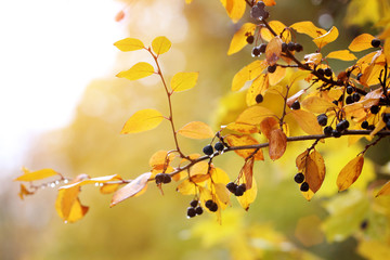 Autumn berries and yellow leaves in rainy day. Autumn nature background.