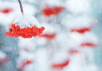Winter background with a cluster of a snow-covered red mountain ash