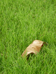 A dry leaf on green grass field on sunshine day