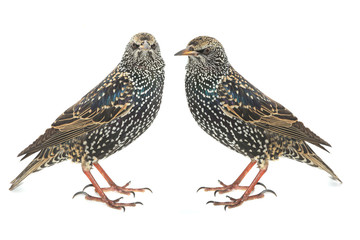 Two Starling