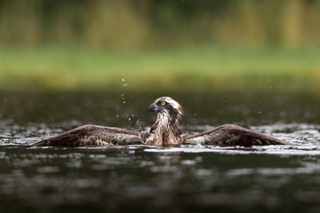 Osprey hunting and fishing in Scottish loch