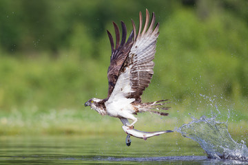 Osprey hunting and fishing in Scottish loch - 93928496