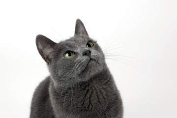  studio portrait of a beautiful grey cat on white background