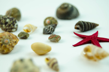 Shells in large quantities