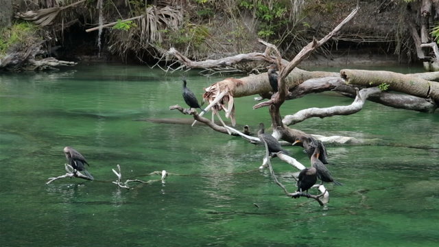 Cormorant Birds Manatee Florida river HD 1939