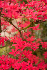 Autumn botany background