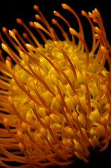 pincushion protea