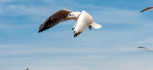 Möven in Edinburgh, Schottland