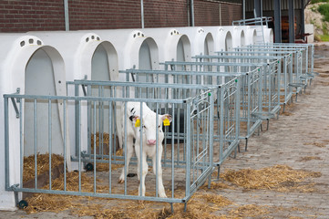 Newborn calf stands next to the calf pen