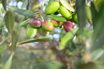 Olives de Provence
