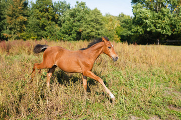 Funny foal running around