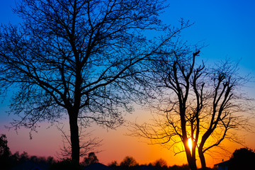 Fototapeta na wymiar In the evening, the tree silhouette