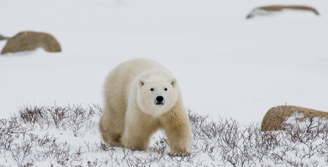 A polar bear on the tundra. Snow. Canada. An excellent illustration