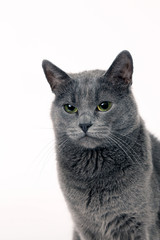 Obraz premium Studio portrait of a beautiful grey cat on white background