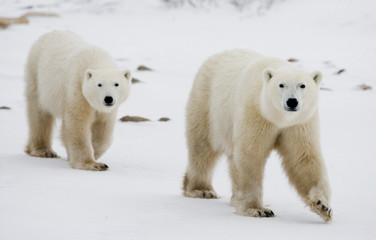 Fototapeta na wymiar A polar bear on the tundra. Snow. Canada. An excellent illustration