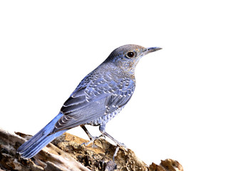 Blue rockthrush bird standing on the log isolated on white backg