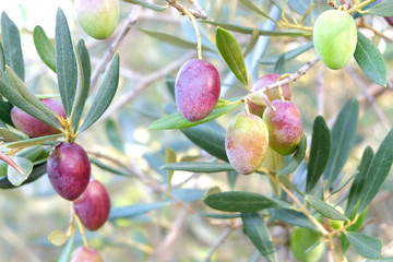 Olives de Provence © Cédric SAUNIER