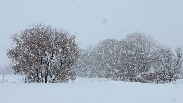 Snow blizzard farm P HD 8654